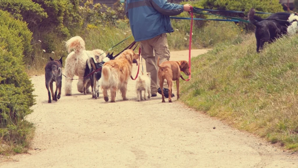 Lanzamiento de la nueva web de Ethoclinic Valencia: mejor experiencia, más recursos y cercanía