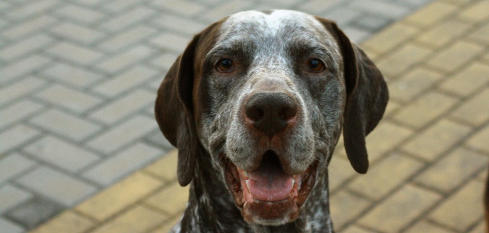 El mito del macho alfa