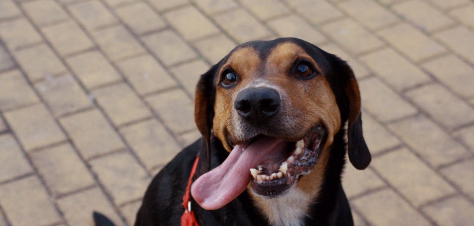 La elección del cachorro